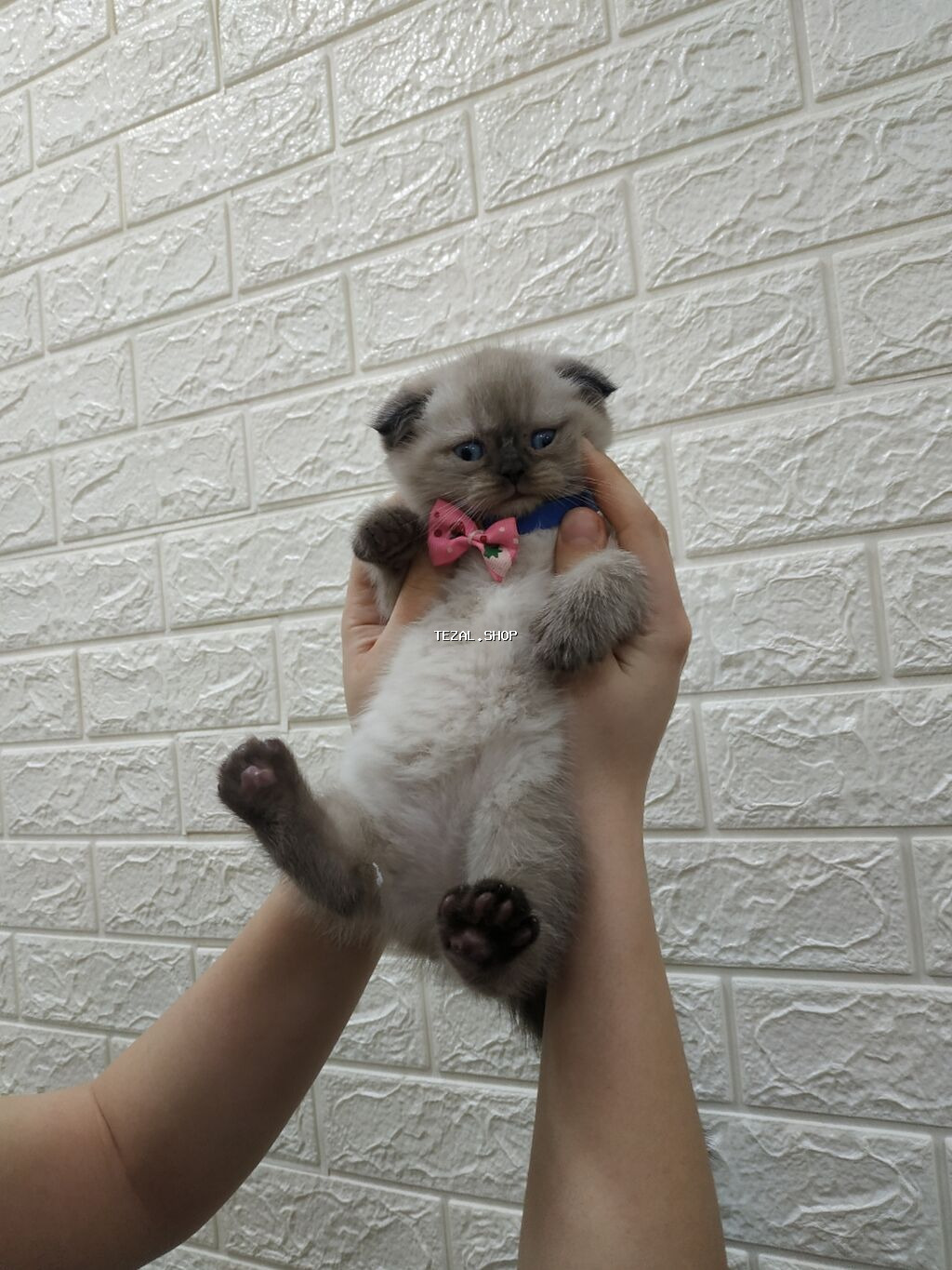 Satilir kolor poynt wotland erkek mavi goz tam saglam topuw ve oynagan