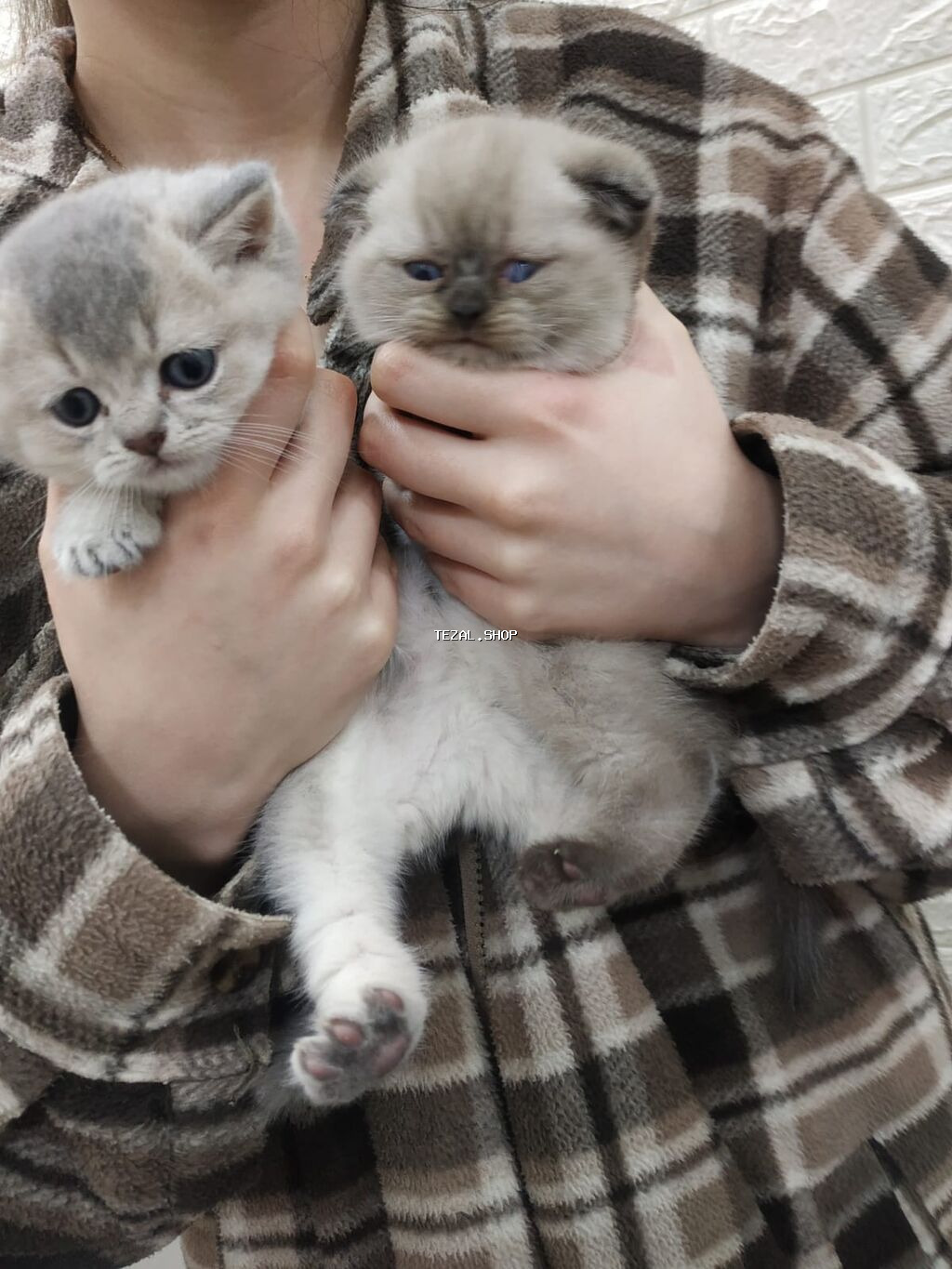 Şotland yastı qulaq, Erkək, Ünvandan götürmə - şəkil 4