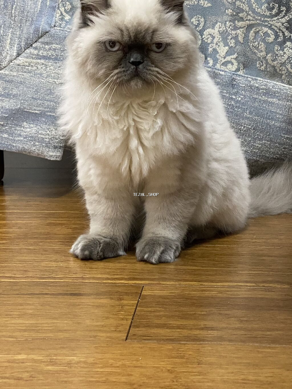 Şinşilla, Erkək, Cütləşmə üçün