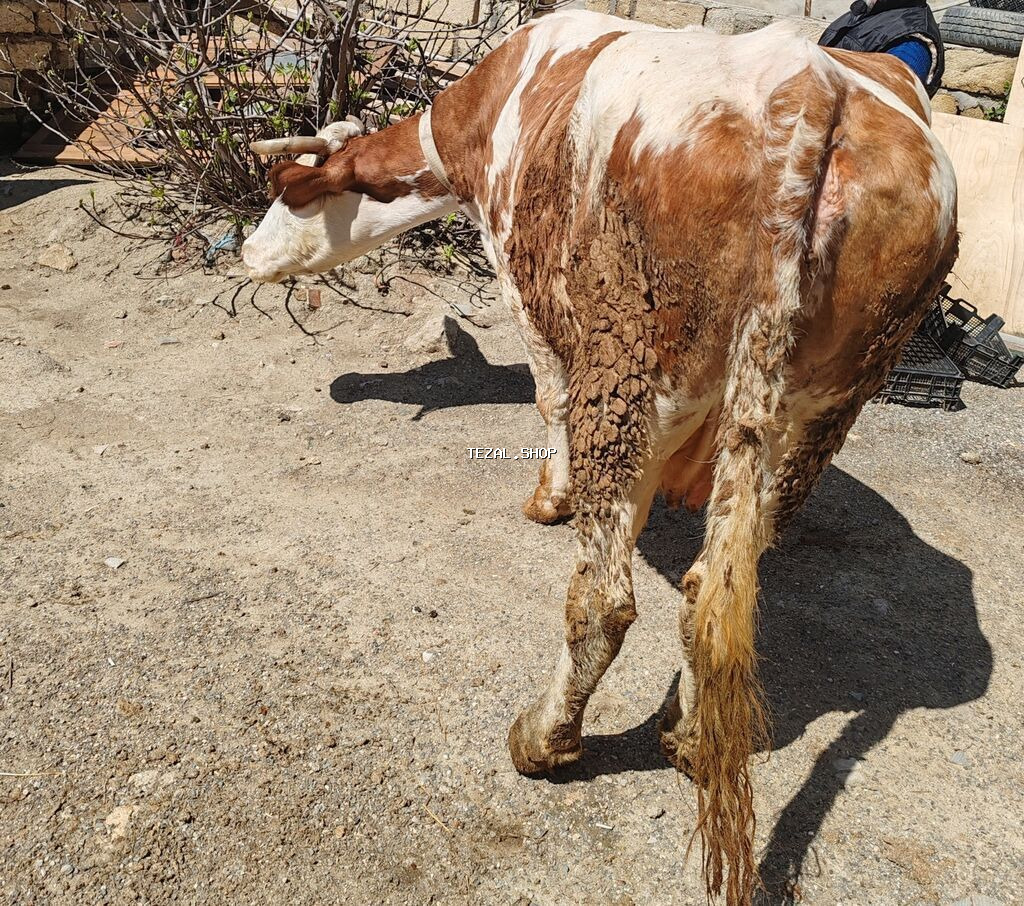Məhsul: Simental tipli inək Xüsusiyyətlər: 6 aylıq bogaz - Rəng