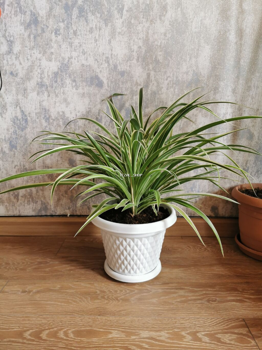 Xlorofitium - otağın havasını təmizləyir, bol oksigen verir. Sağlam