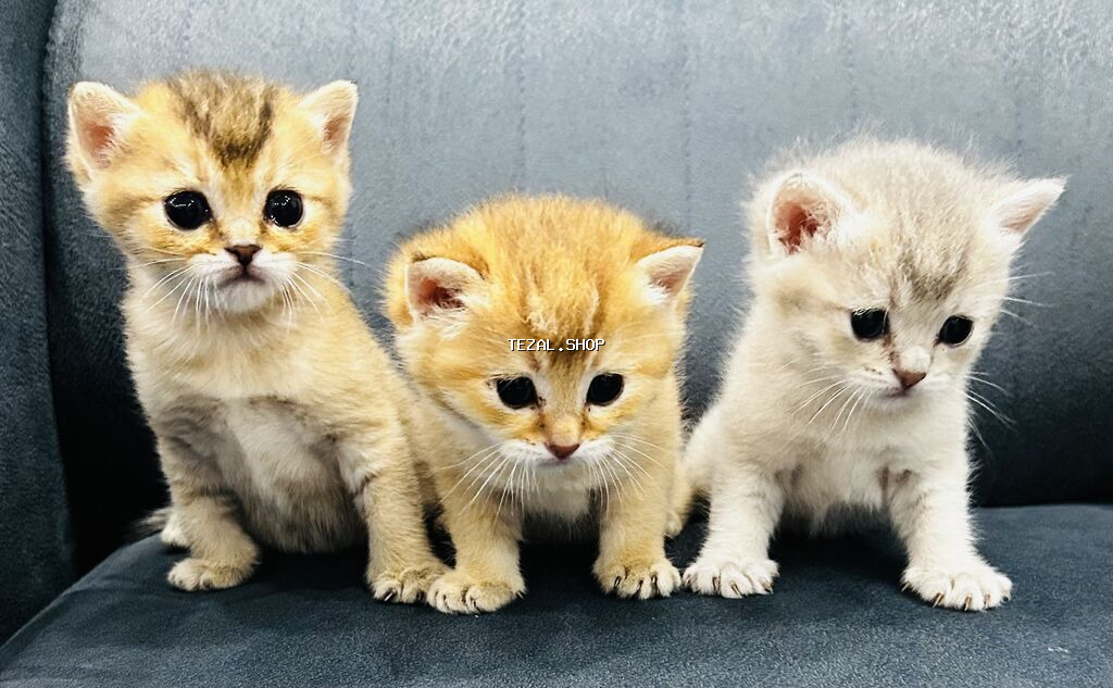 Qızıl şinşilla, Erkək, Dişi, Yaxşı əllərə, Ünvandan götürmə, Ödənişli çatdırılma - şəkil 2