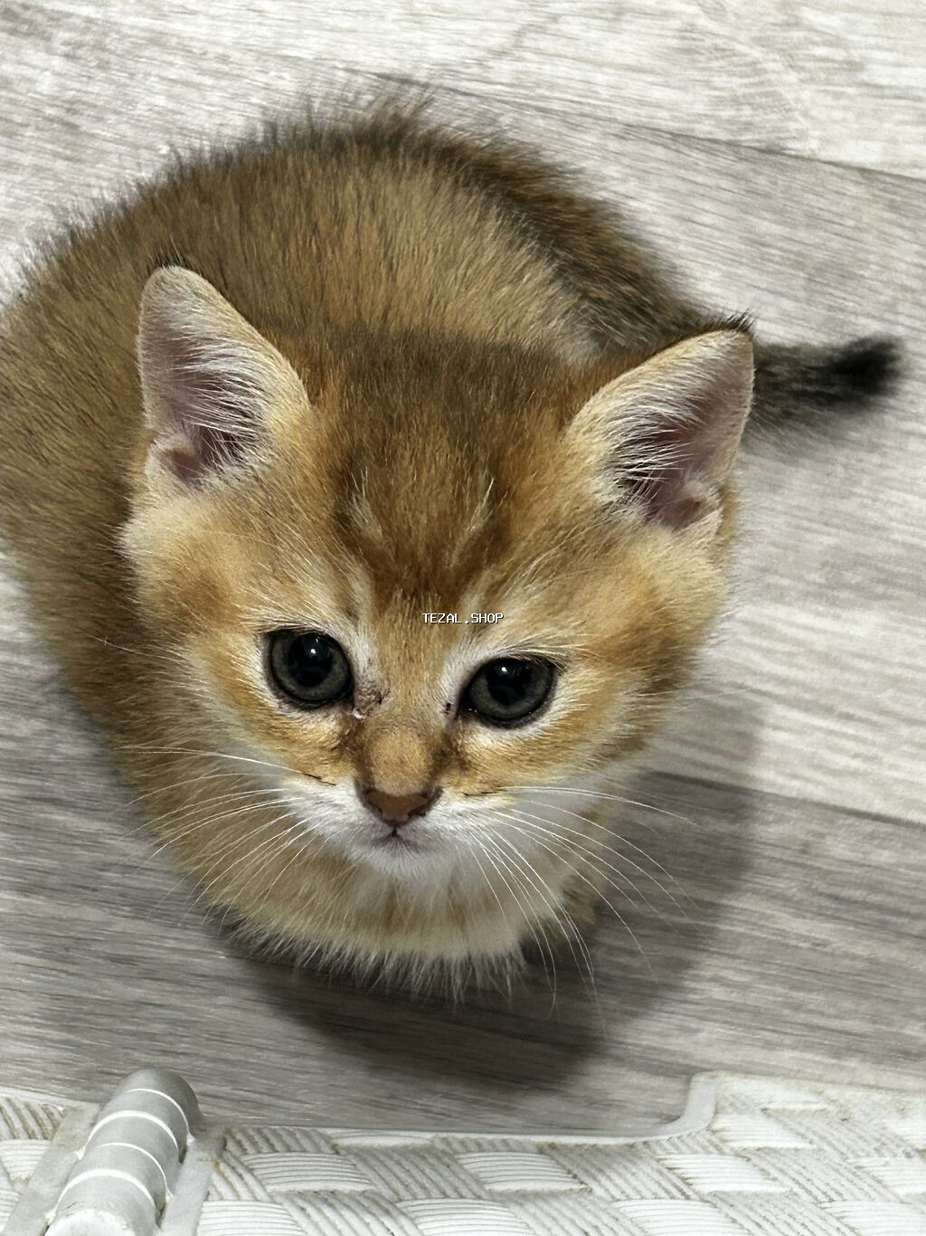 Qızıl şinşilla, Erkək, Dişi, Yaxşı əllərə, Ünvandan götürmə, Ödənişli çatdırılma - şəkil 3