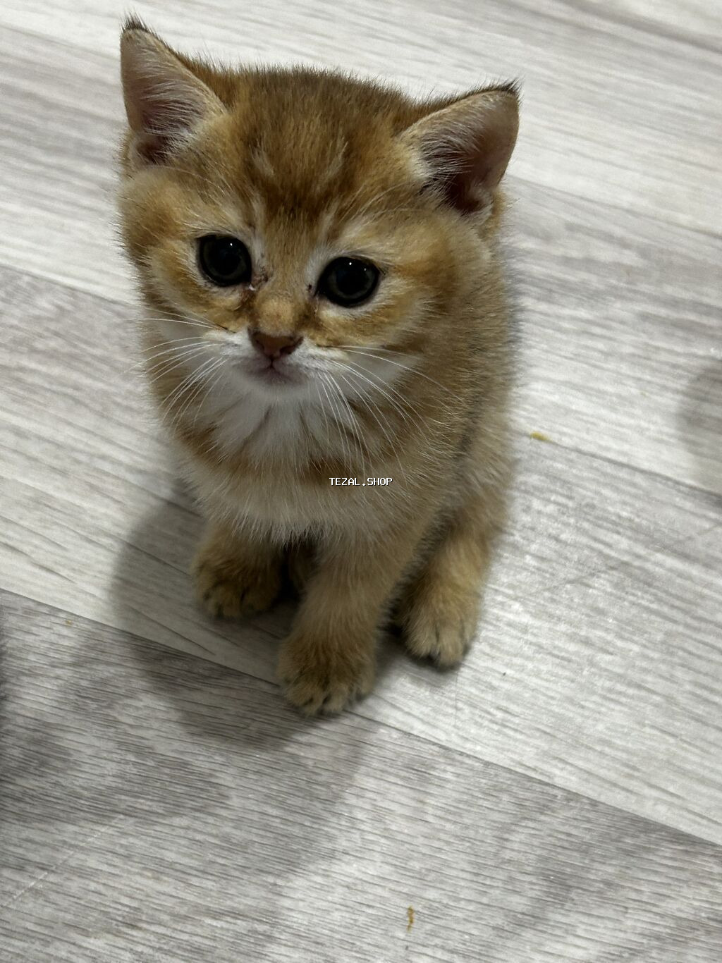 Qızıl şinşilla, Erkək, Dişi, Yaxşı əllərə, Ünvandan götürmə, Ödənişli çatdırılma - şəkil 4