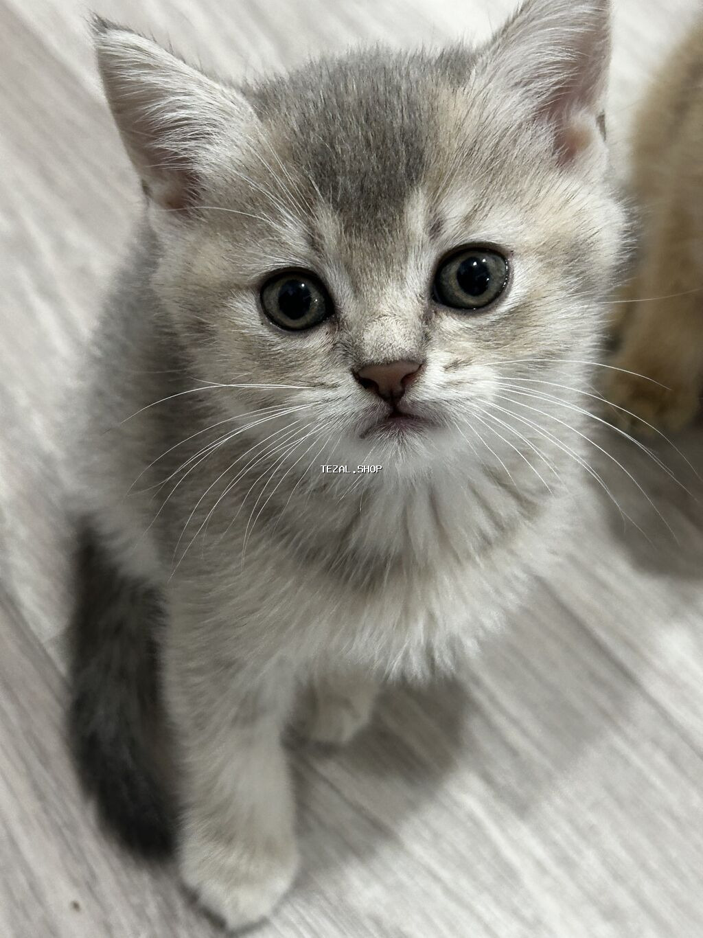 Qızıl şinşilla, Erkək, Dişi, Yaxşı əllərə, Ünvandan götürmə, Ödənişli çatdırılma - şəkil 5