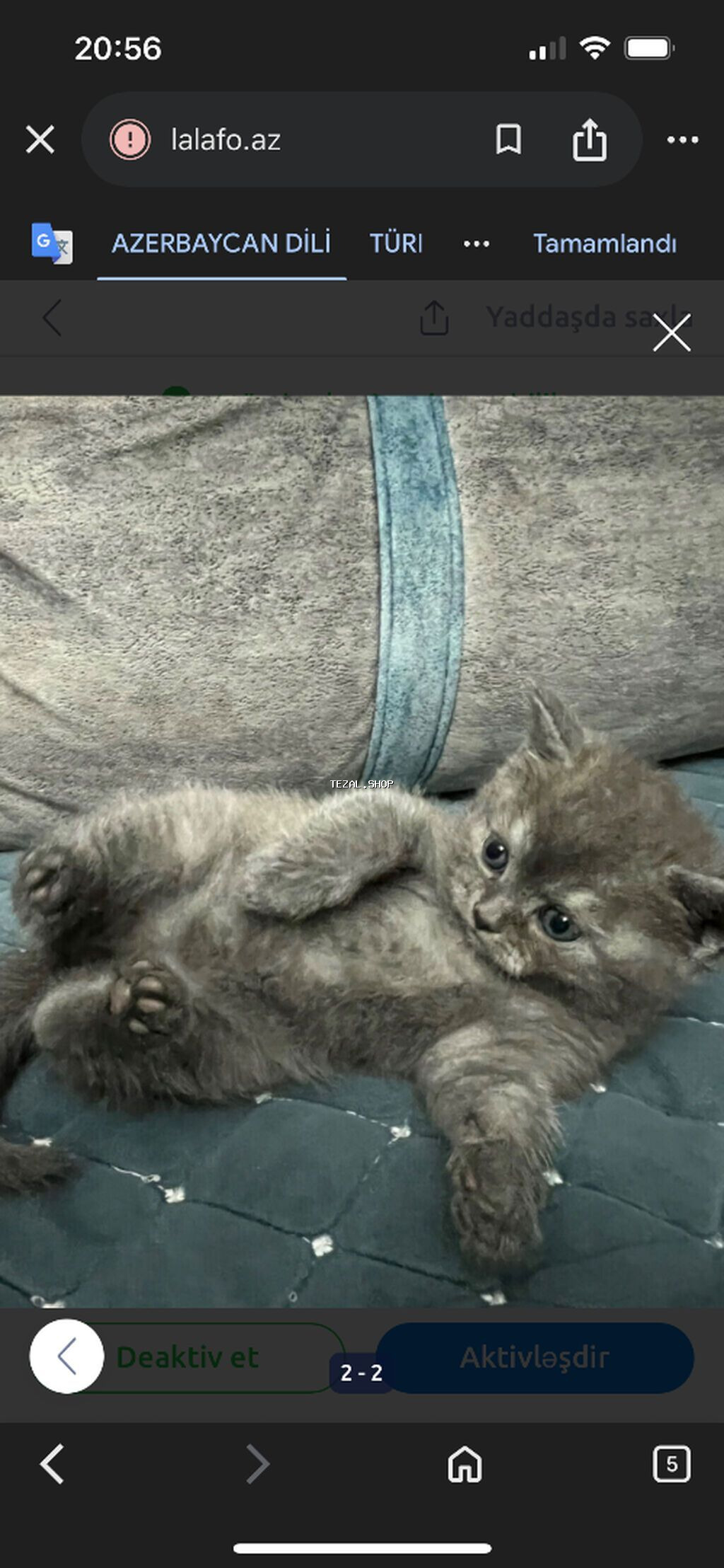 Britan, Dişi - şəkil 2