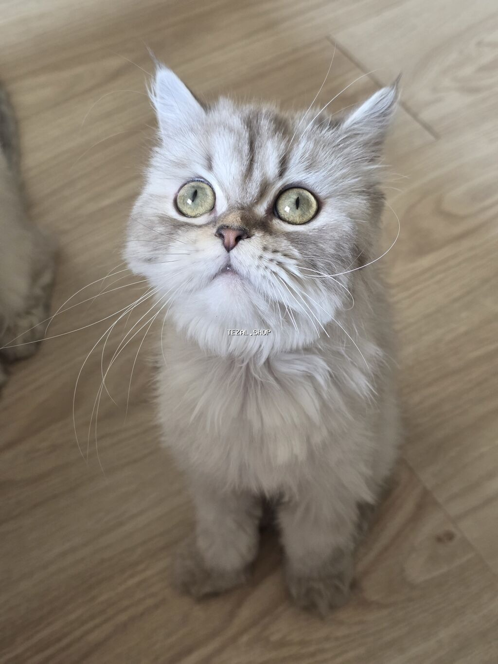 Britan, Dişi, Yaxşı əllərə, Ünvandan götürmə