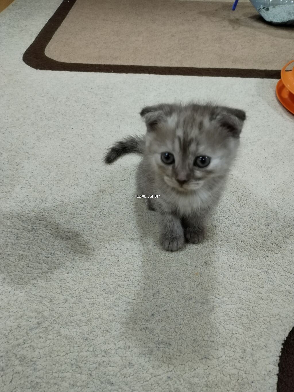 Dişi, Yaxşı əllərə, Ünvandan götürmə