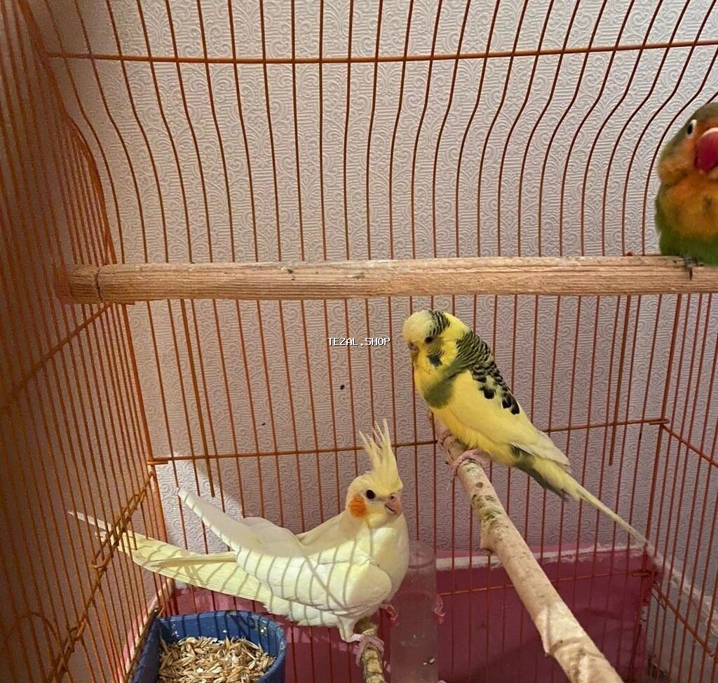 Korellar saglam quslardi ele orgesib dansdirmaqda olar isdeyen