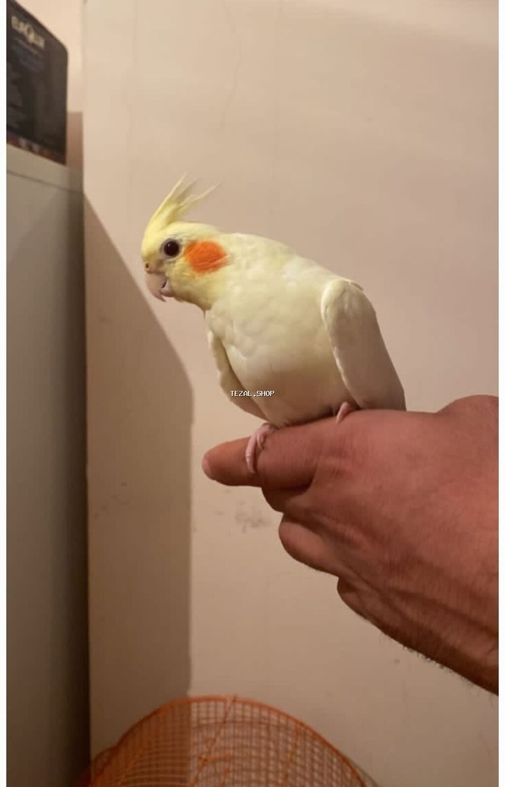 Ələ orgenmis korellar satilir danismaga hizir erkek korellardi saglam