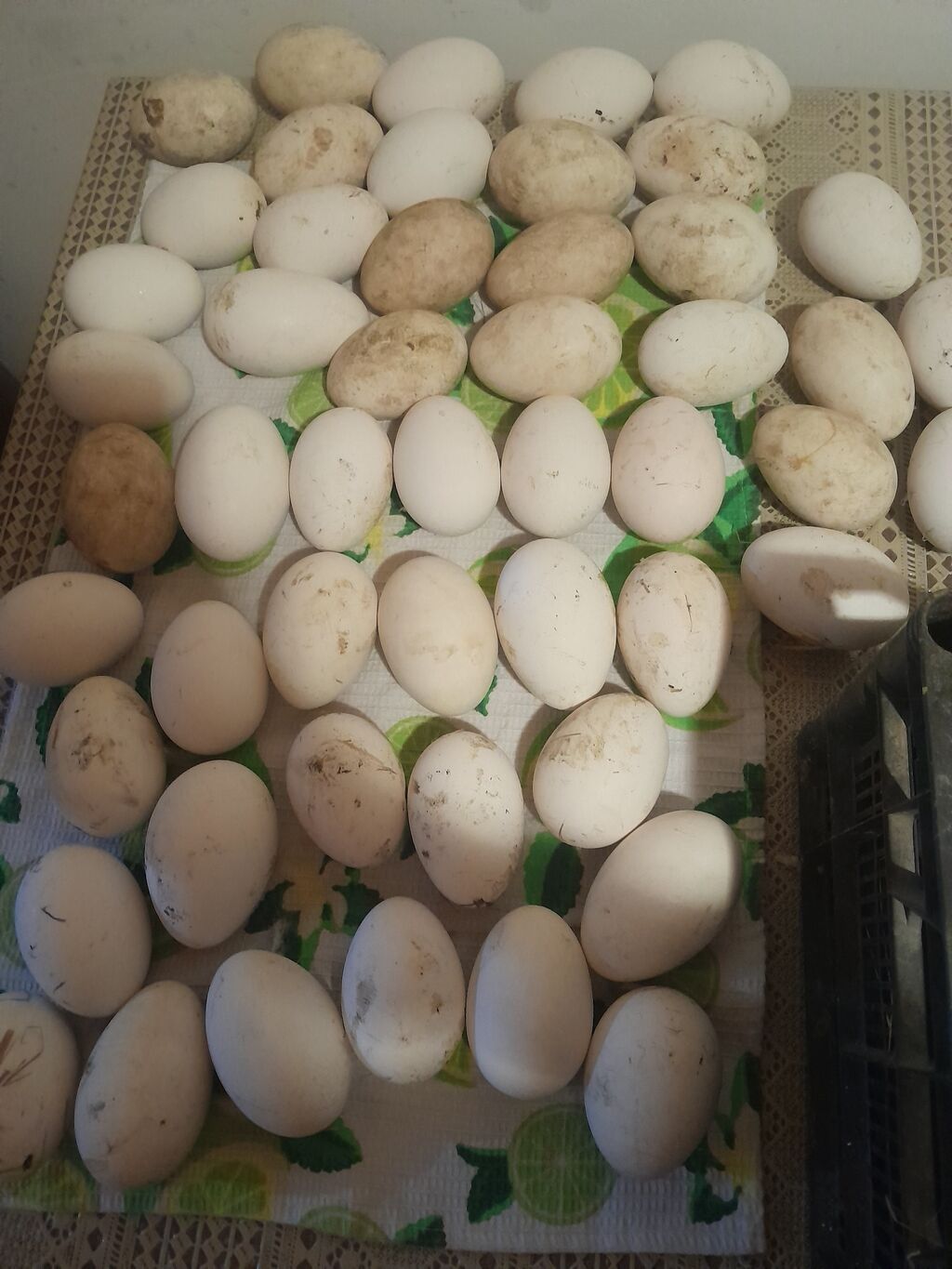 100% mayalı qaz yumurtalıri sort qazlardı yumurta sayi mehdudur