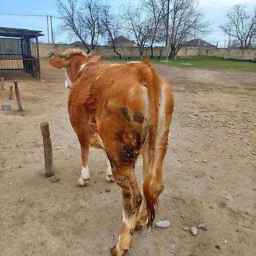 Simental dana - şəkil 4