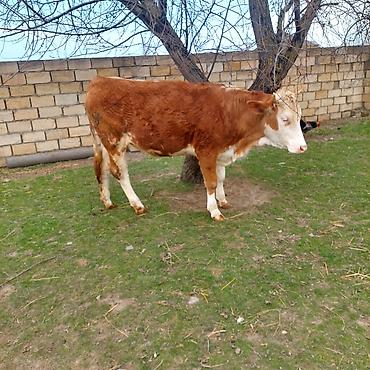 Simental dana - şəkil 2