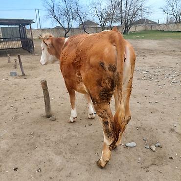 Simental dana - şəkil 5