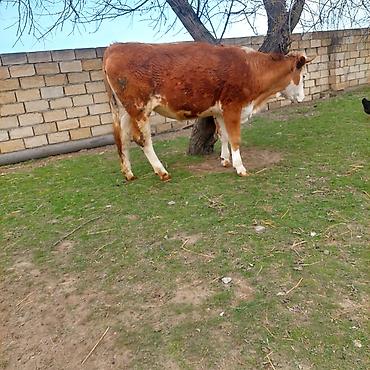 Simental dana - şəkil 3