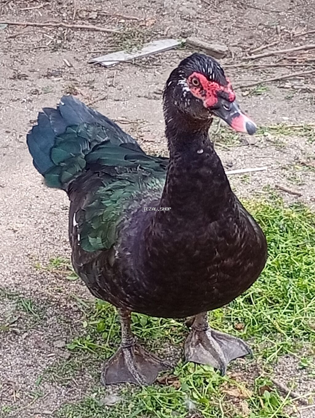 Muscovy ördəkləri (indoutka) – damazlıq və təsərrüfat üçün