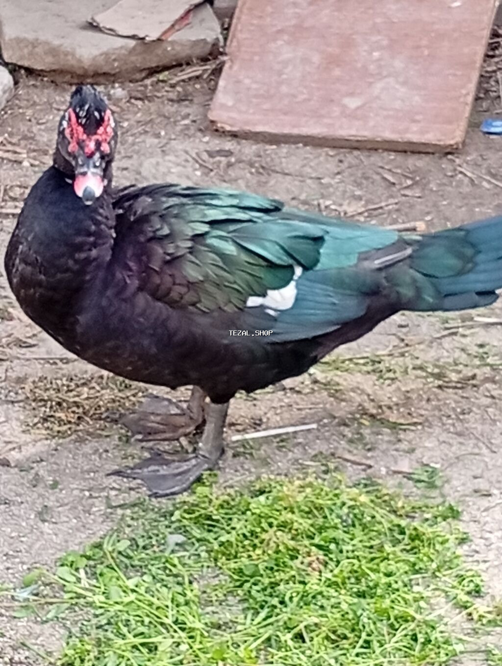 Muscovy ördəkləri (indoutka) – damazlıq və təsərrüfat üçün - şəkil 2