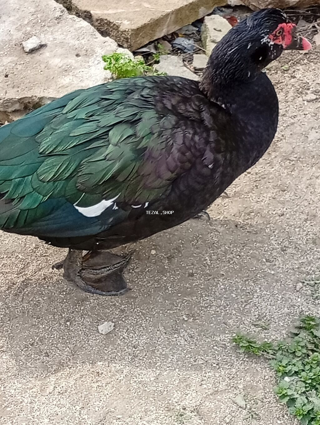 Muscovy ördəkləri (indoutka) – damazlıq və təsərrüfat üçün - şəkil 3