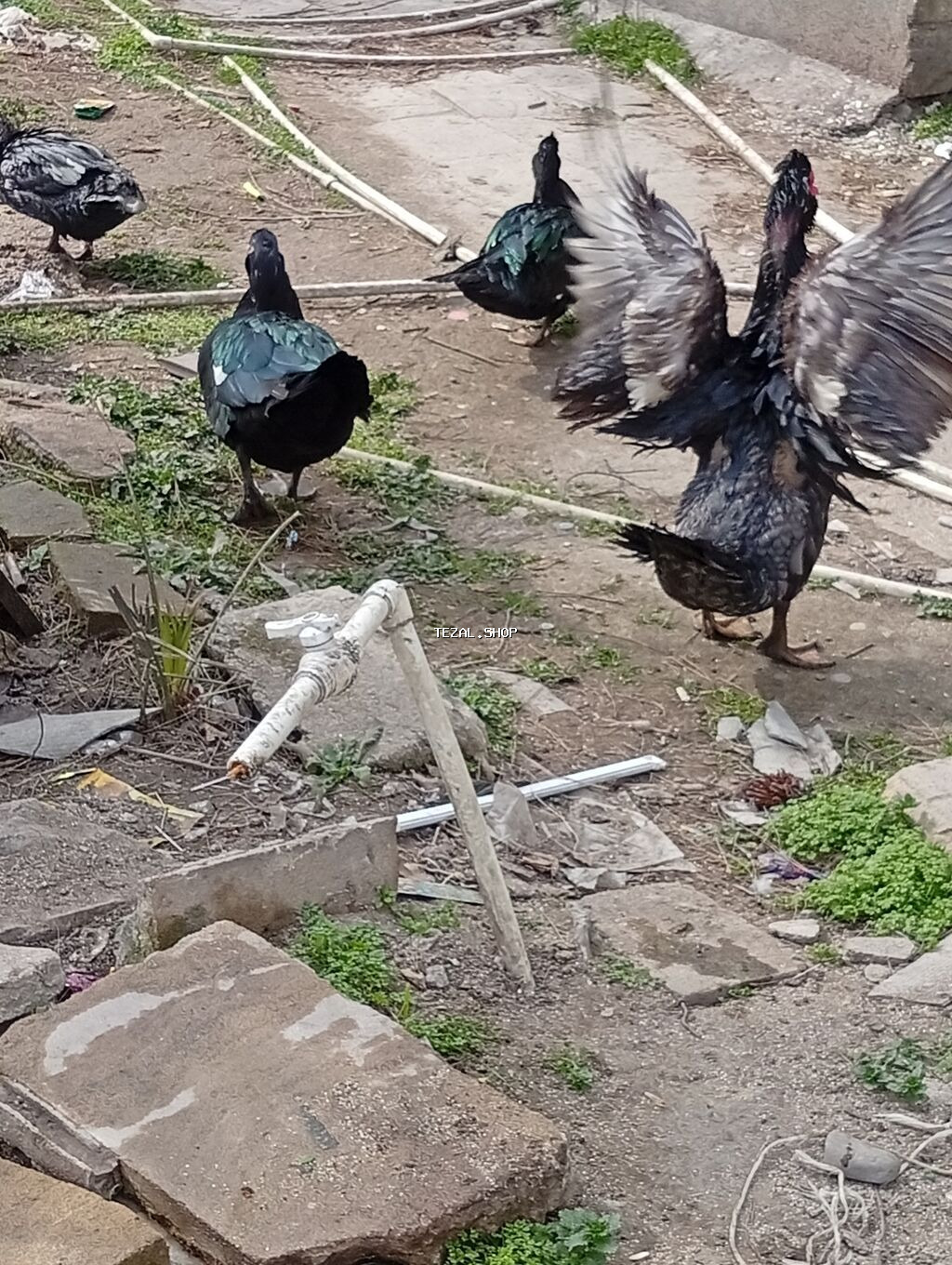 Muscovy ördəkləri (indoutka) – damazlıq və təsərrüfat üçün - şəkil 4