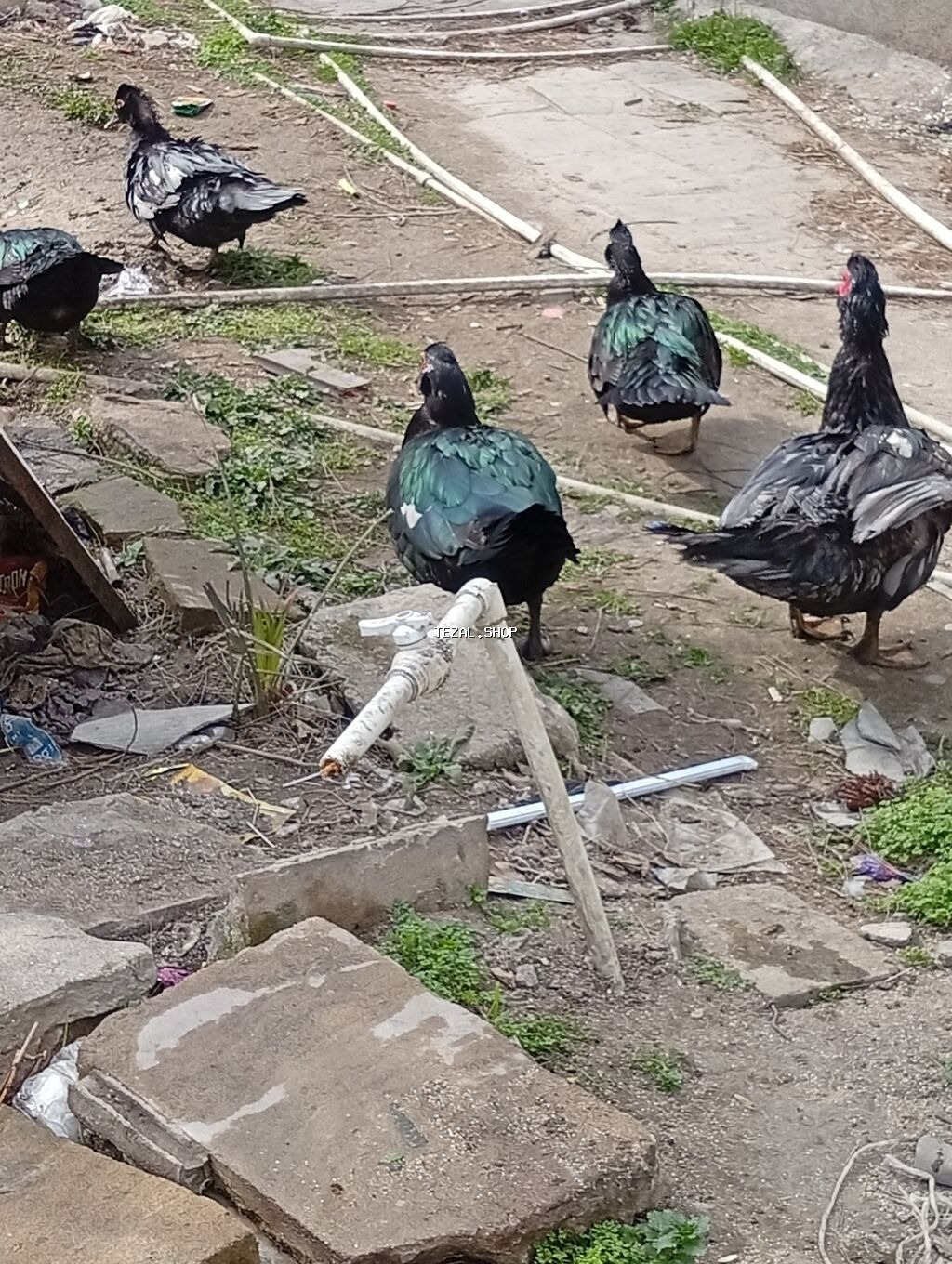 Muscovy ördəkləri (indoutka) – damazlıq və təsərrüfat üçün - şəkil 5