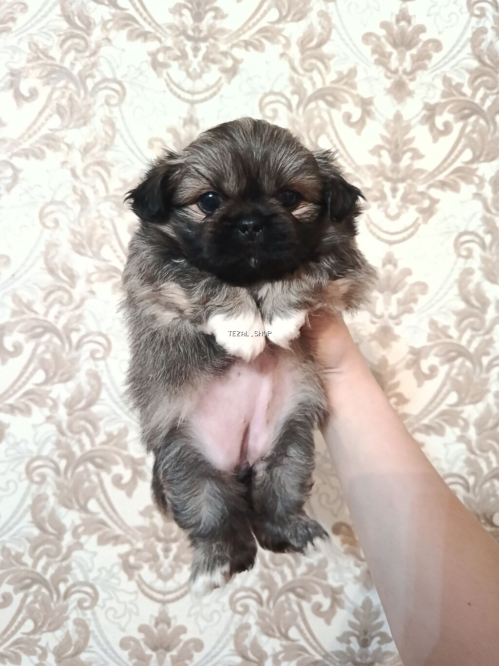 Pekines, 2 ay, Dişi, Peyvəndli