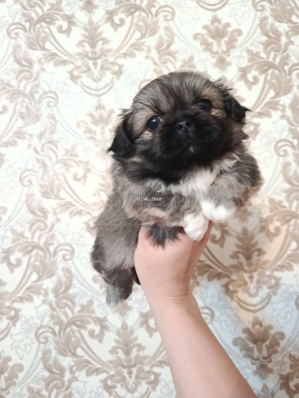 Pekines, 2 ay, Dişi, Peyvəndli - şəkil 2