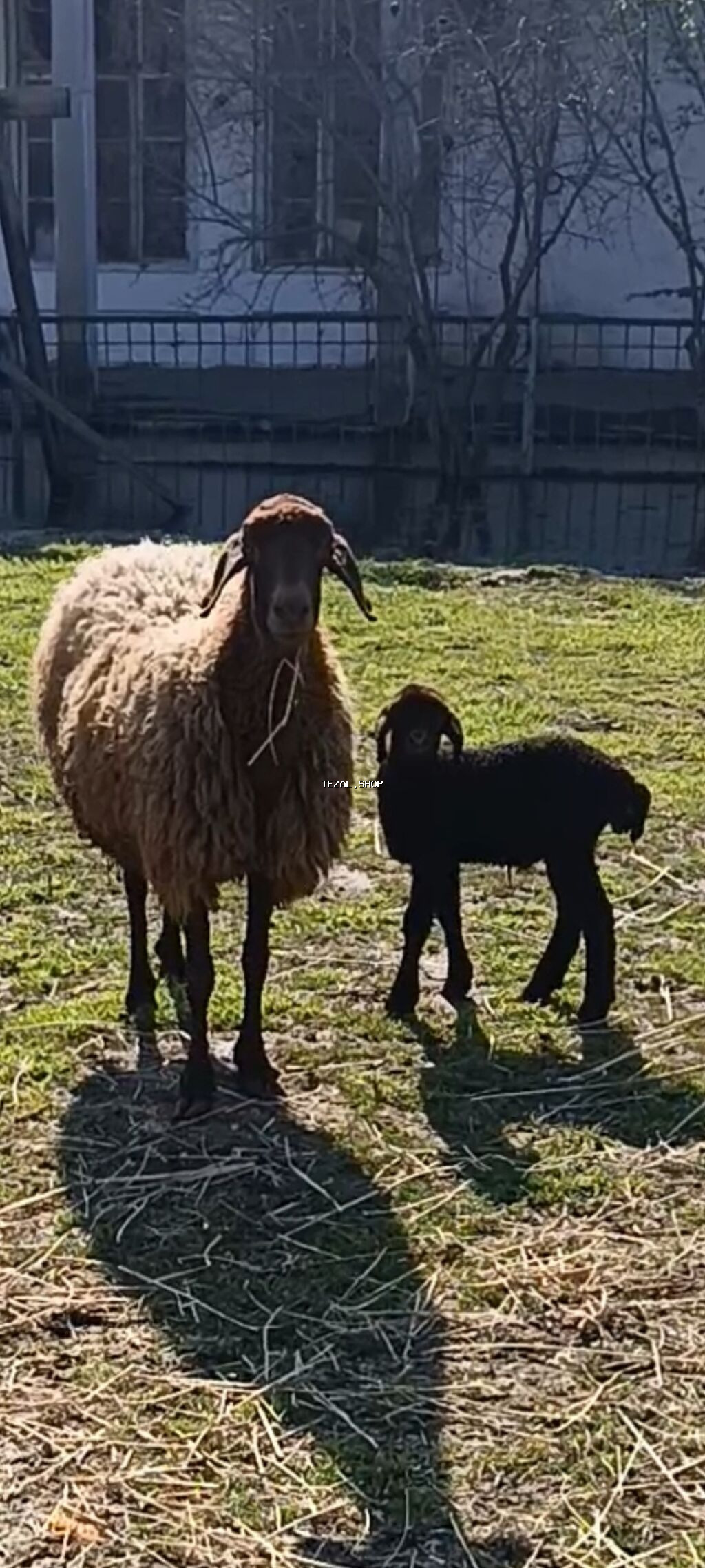 Ana bala qoyunlar satilir isdiyen olsa zəng vursun