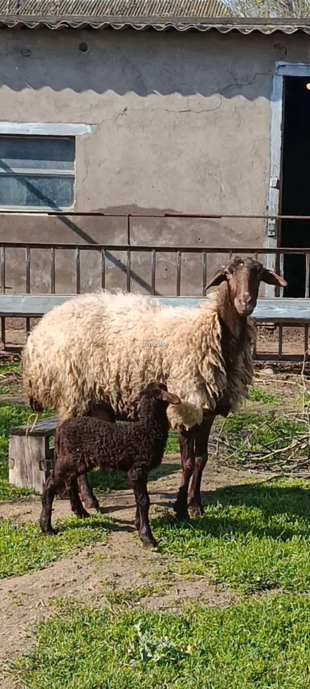 Ana bala qoyunlar satilir isdiyen olsa zəng vursun - şəkil 2