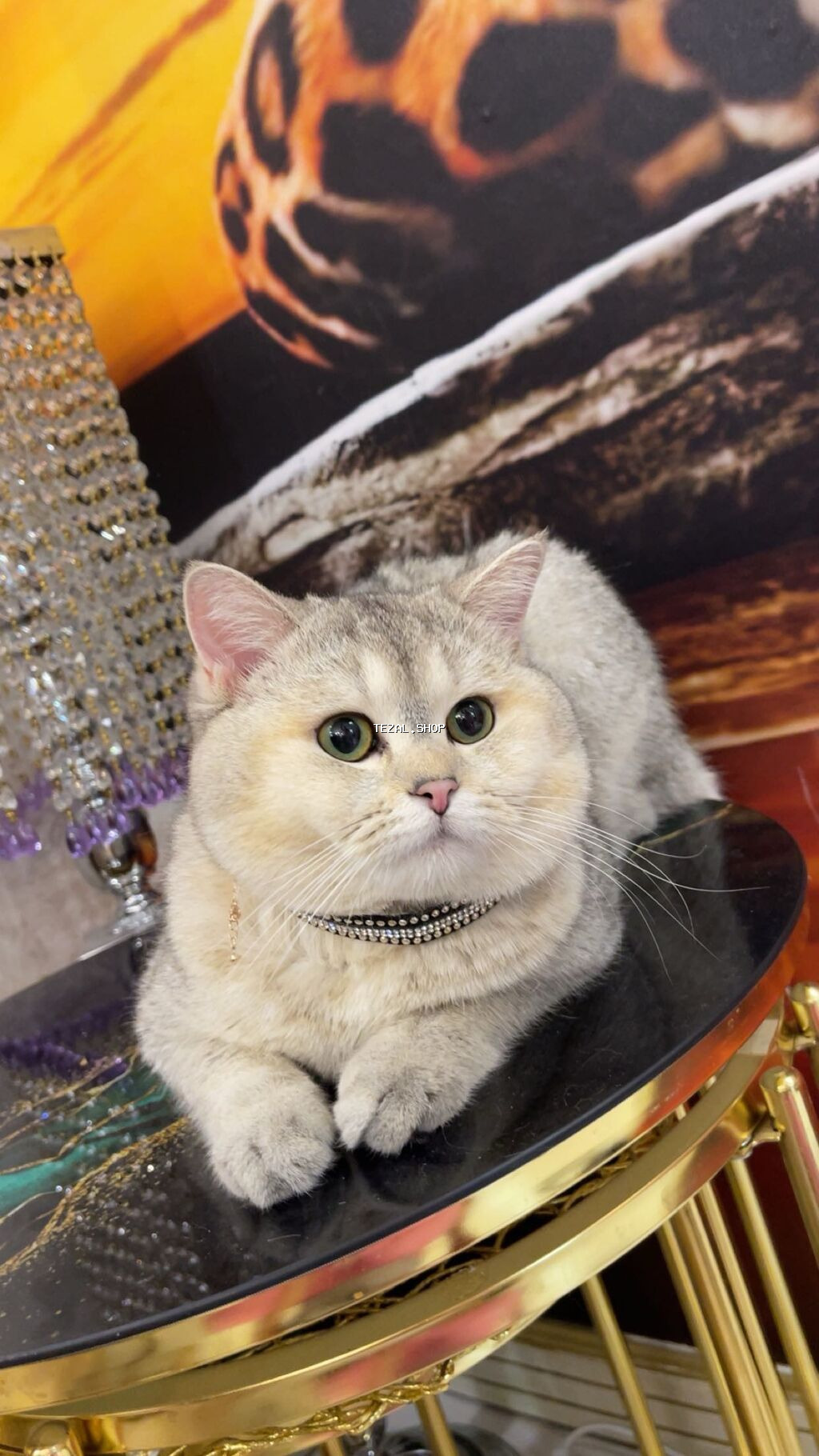 Şinşilla, Erkək, Cütləşmə üçün