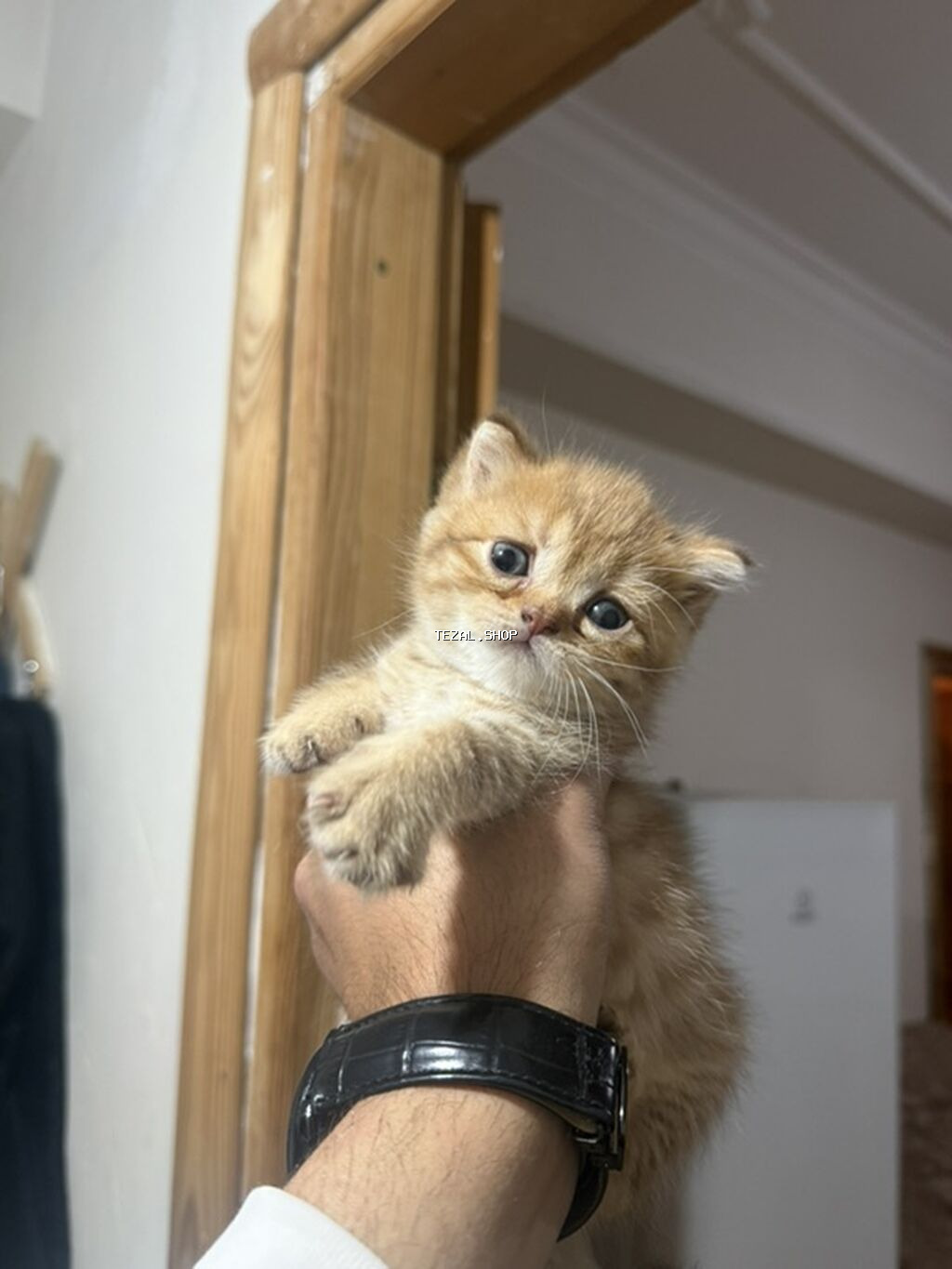 Şinşilla - şəkil 2