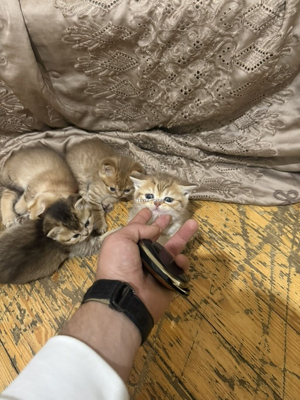 Şinşilla - şəkil 3