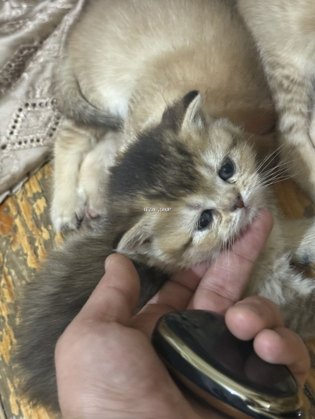 Şinşilla - şəkil 4