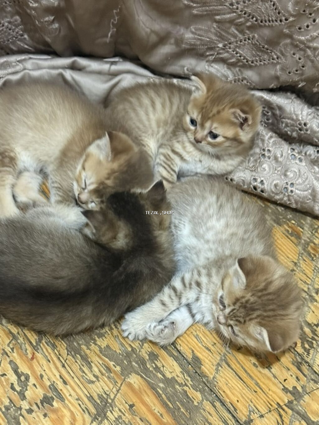 Şinşilla - şəkil 5