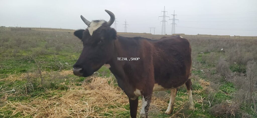 Saxlaması asan, iki buynuzlu, qara-qəhvəyi rəngdə inək. Alnında ağ