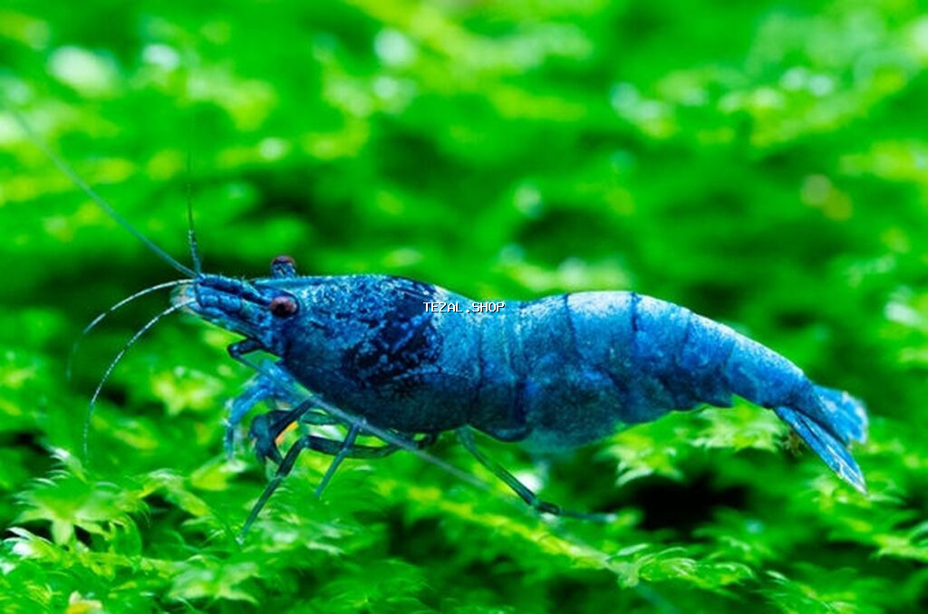 Akvarium krevetkaları.ölçüdən asılı olaraq 1-3 manat