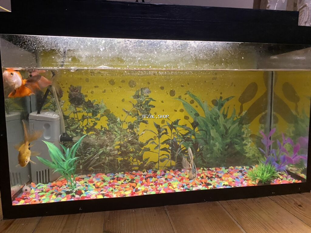 Akvaryum dəsti - Şüşə akvaryum, qara çərçivəli, düzbucaqlı forma