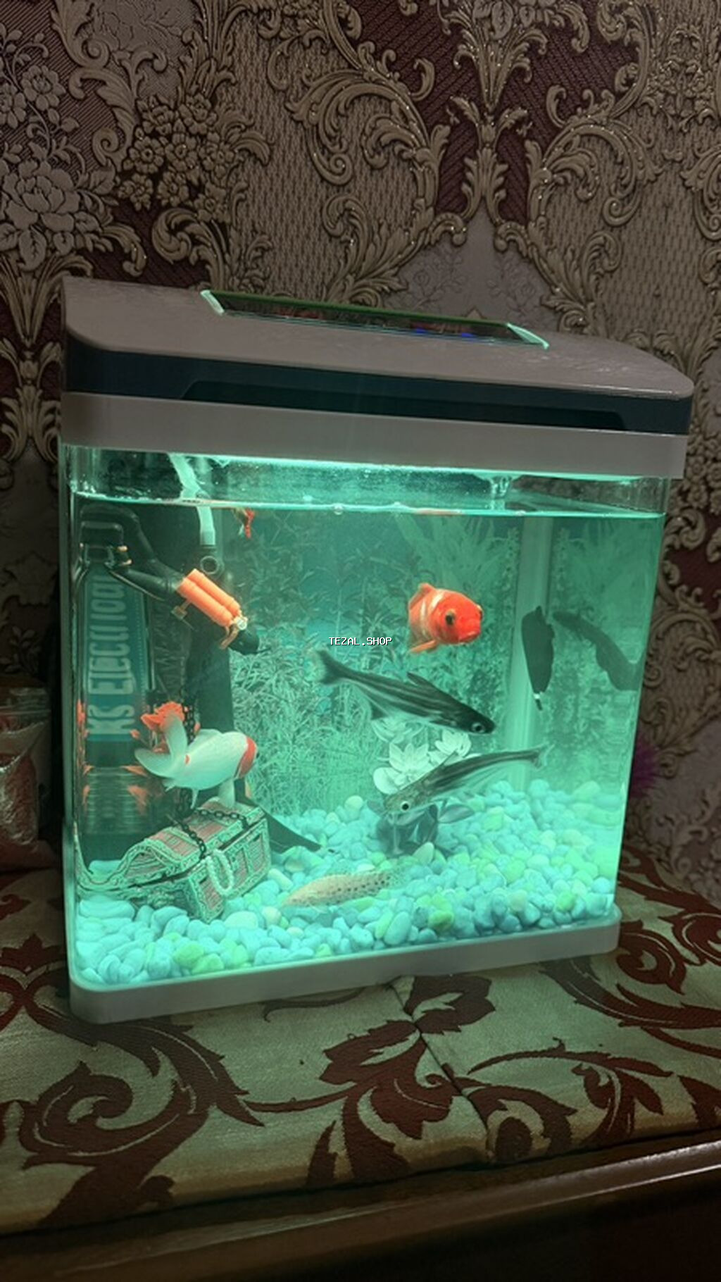 Akvaryum dəsti – kompak tək parça şüşə akvarium və aksesuarlarla