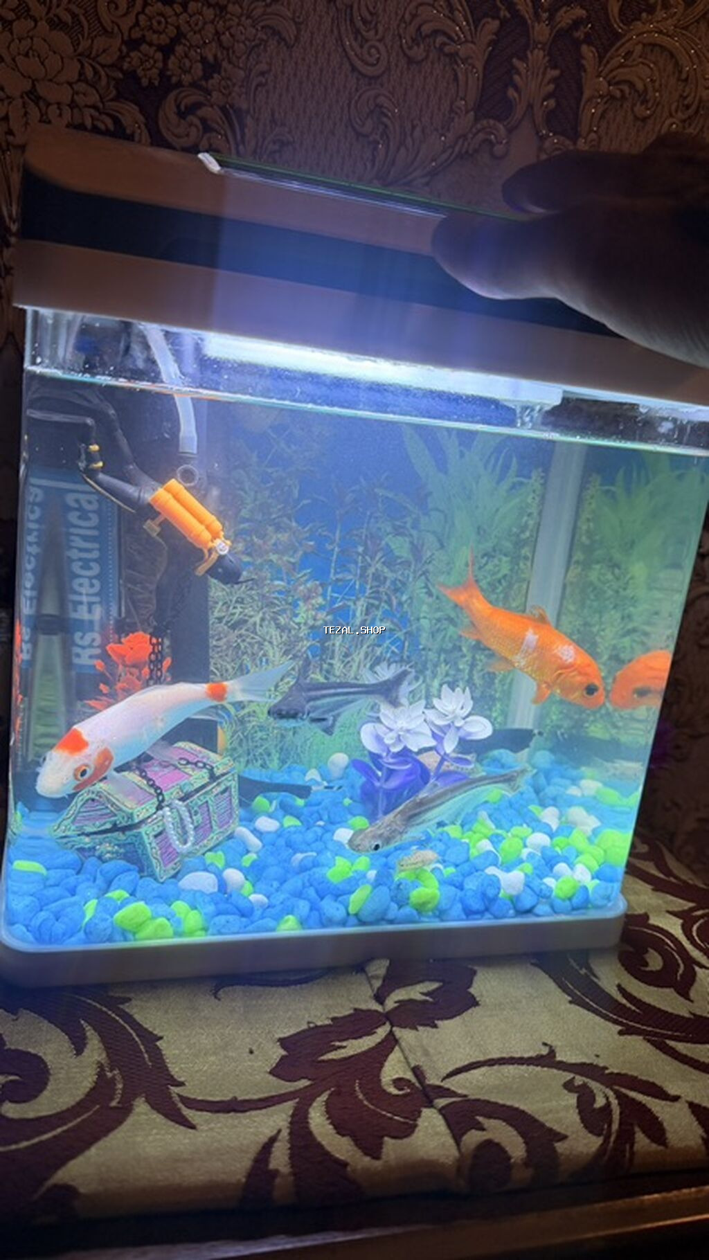 Akvaryum dəsti – kompak tək parça şüşə akvarium və aksesuarlarla - şəkil 2