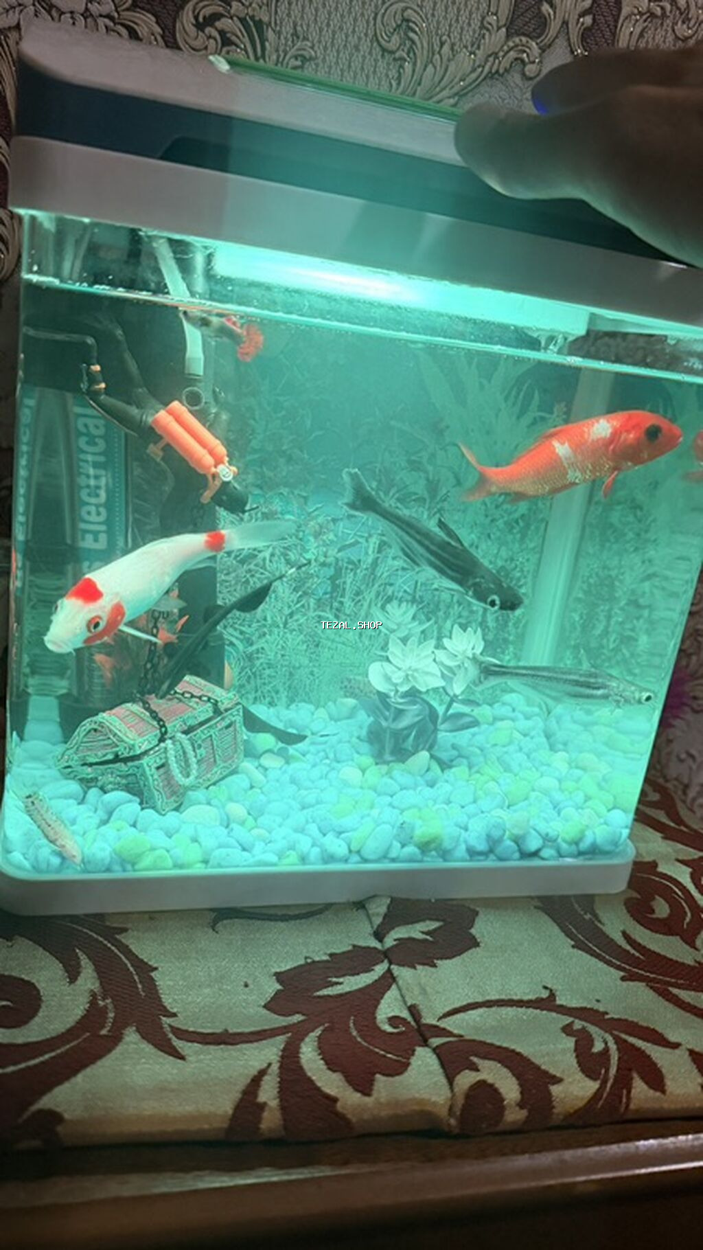 Akvaryum dəsti – kompak tək parça şüşə akvarium və aksesuarlarla - şəkil 3