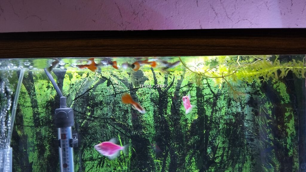 Salam glofish və guppiler satılır qiymət 1 AZN guppilərin artımda