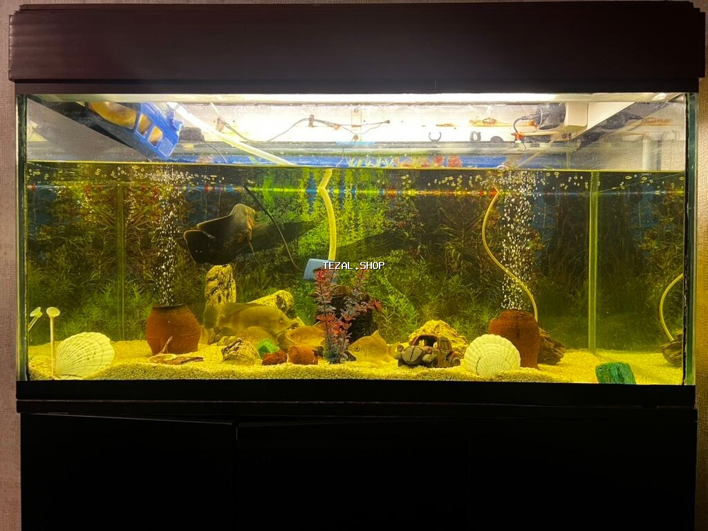 Böyük ölçülü şüşə akvarium komplekti - Ön və yanları şəffaf şüşəli