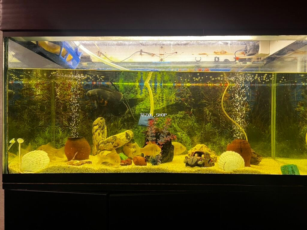 Böyük ölçülü şüşə akvarium komplekti - Ön və yanları şəffaf şüşəli - şəkil 2