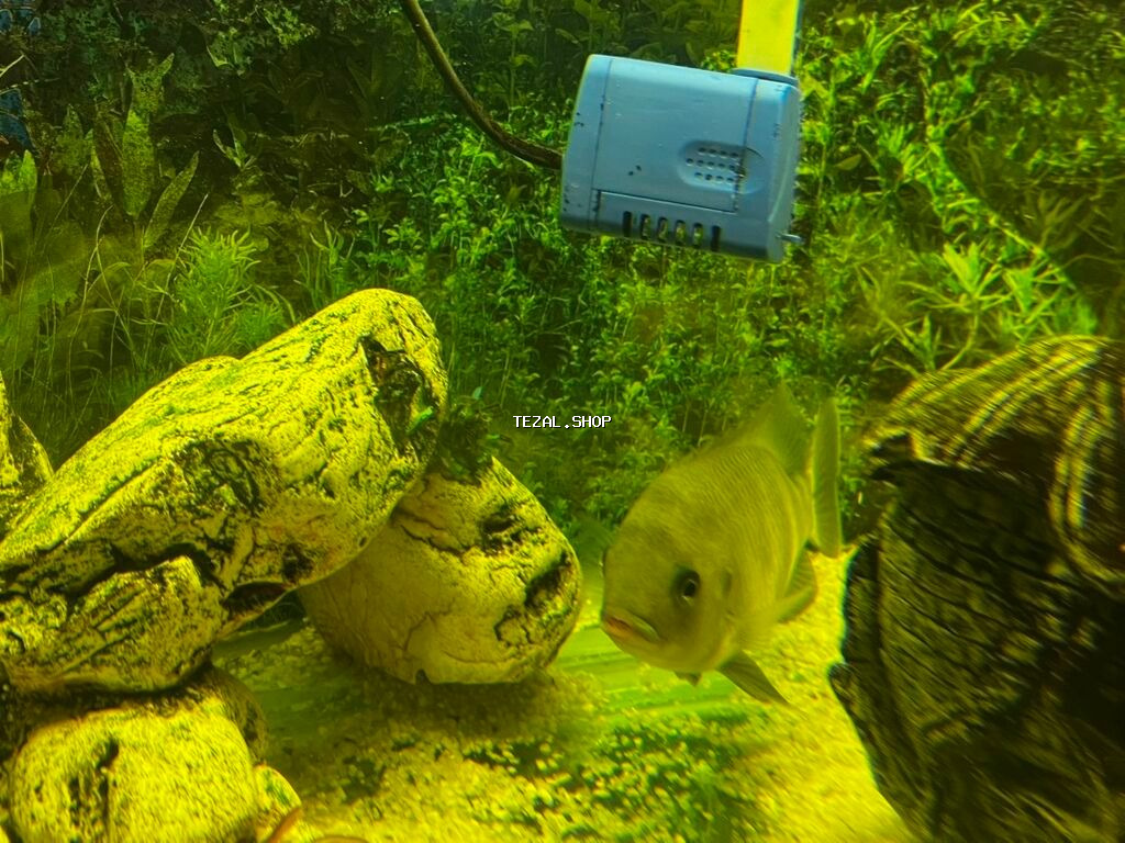 Böyük ölçülü şüşə akvarium komplekti - Ön və yanları şəffaf şüşəli - şəkil 3