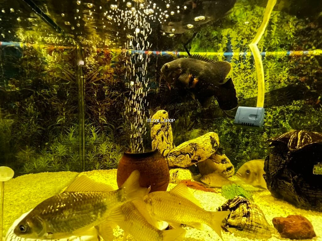 Böyük ölçülü şüşə akvarium komplekti - Ön və yanları şəffaf şüşəli - şəkil 4