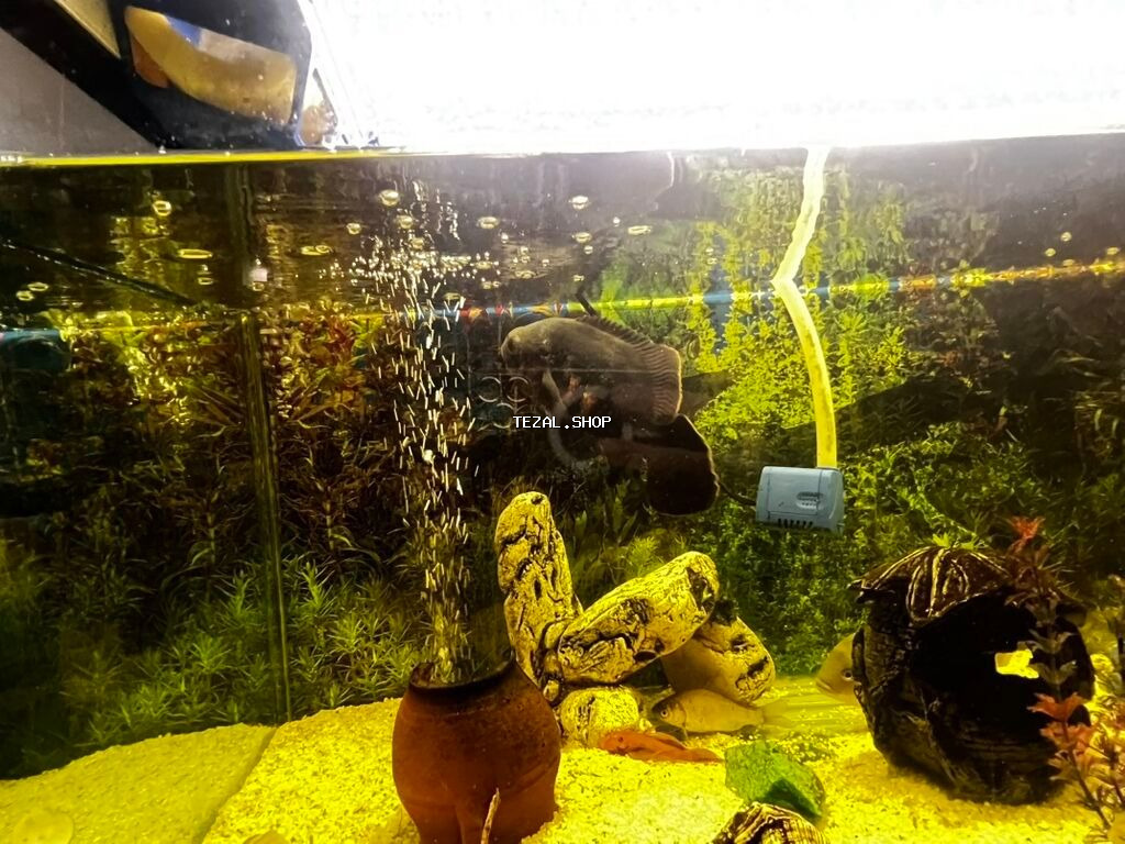 Böyük ölçülü şüşə akvarium komplekti - Ön və yanları şəffaf şüşəli - şəkil 5