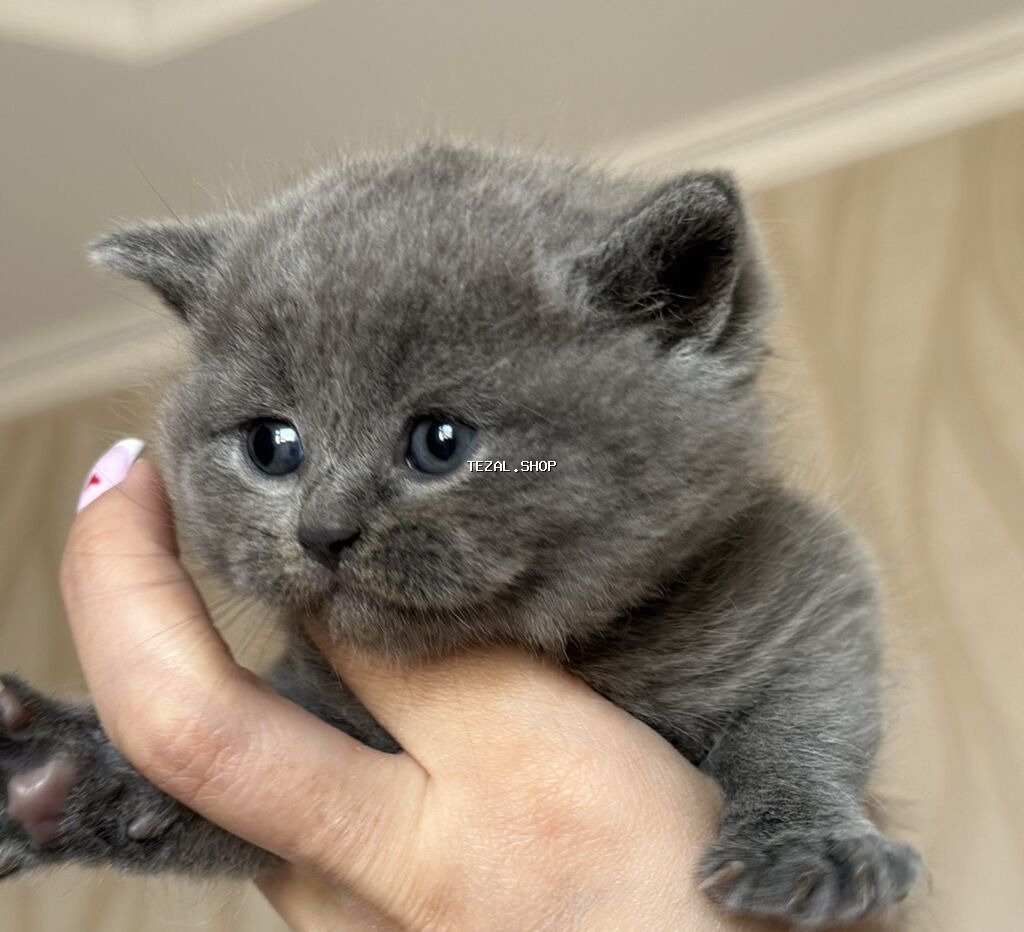 Şotland, Ünvandan götürmə