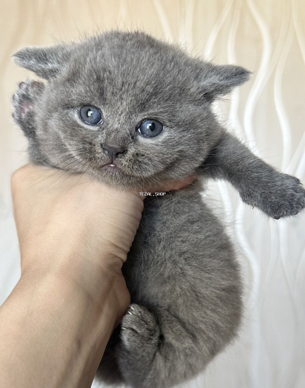 Şotland, Ünvandan götürmə - şəkil 2