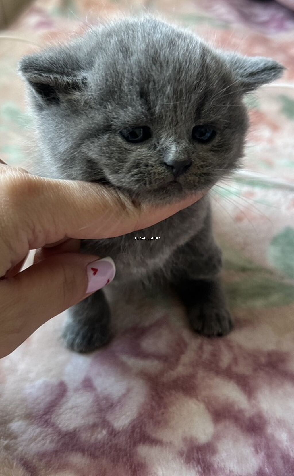 Şotland, Ünvandan götürmə - şəkil 3