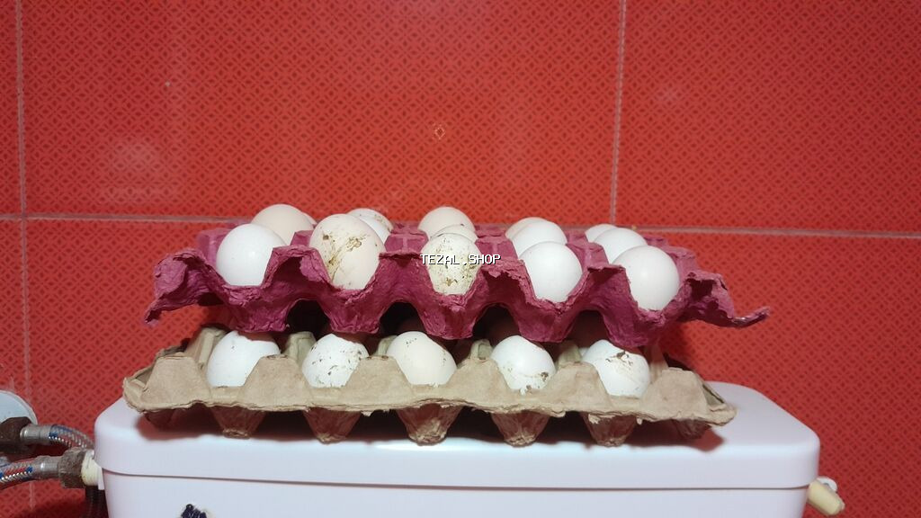 ENDIRIMLI Ayam Gemani yumurtasi ve toyuq cuceleri. Yumurta 3,50azn