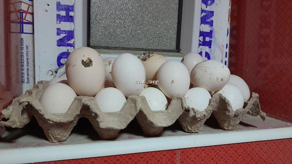ENDIRIMLI Ayam Gemani yumurtasi ve toyuq cuceleri. Yumurta 3,50azn - şəkil 2